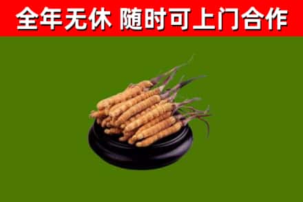 南沙区烟酒回收冬虫夏草.jpg